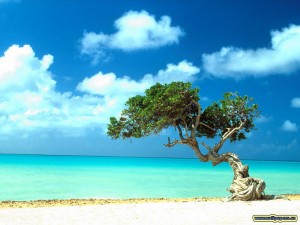 The Divi Divi Tree stands tall despite the winds that blow.